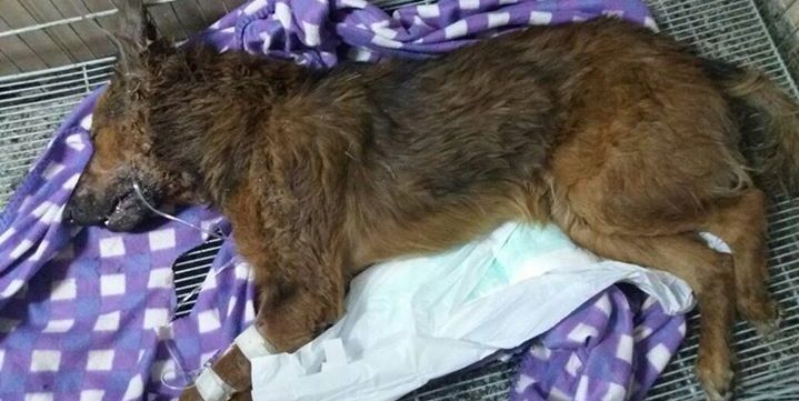 Vecinos protestaron por el violento ataque a un perro