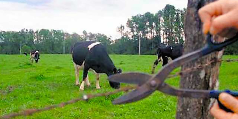 Delincuentes robaron animales de una finca