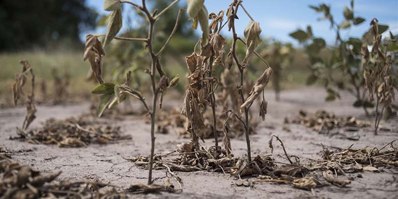 La sequía derrumbó la producción del campo e impactó en la economía