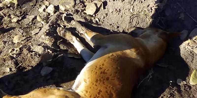 Preocupación ante la muerte masiva de perros