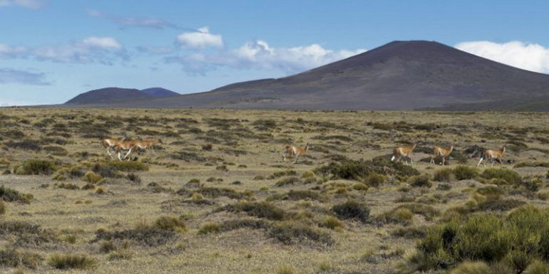 La Reserva Natural Payunia recupera el derecho de uso de 15 mil hectáreas