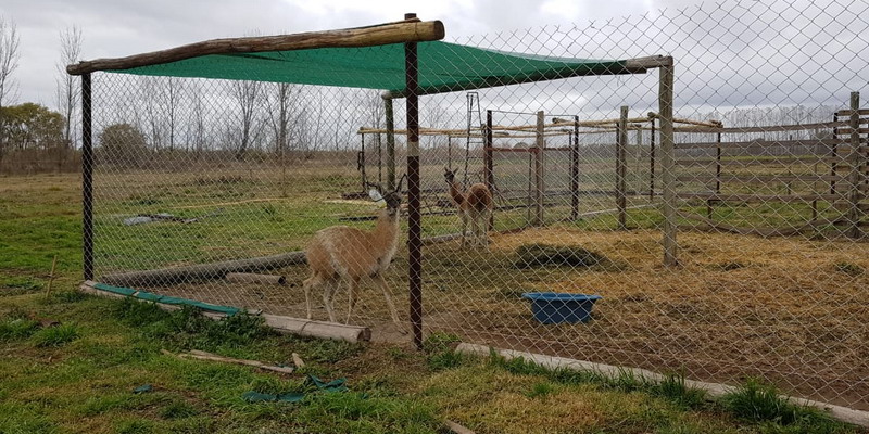 Soltarán animales recuperados en la Reserva Natural Laguna del Diamante.