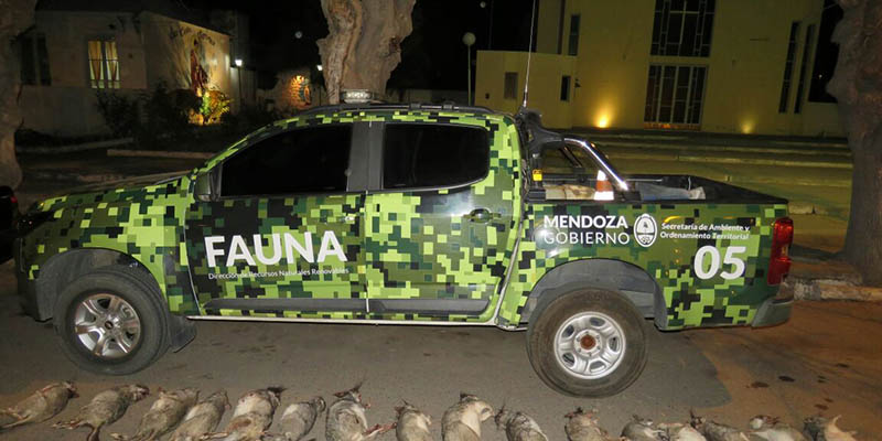 Fauna: 4 cazadores furtivos fueron detenidos en un operativo en ruta 40
