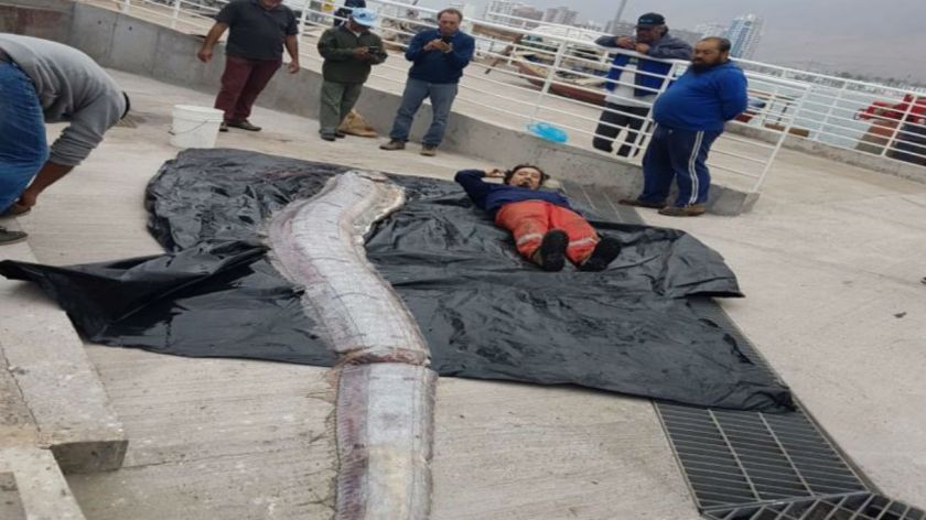 Temor en Chile por la aparición de un pez gigante que predice catástrofes geológicas