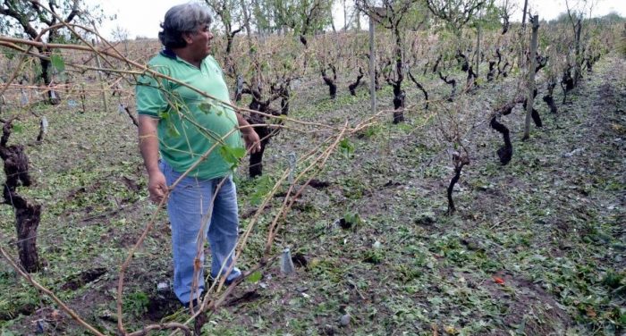 Convocan a productores de San Rafael a retirar los pagos del Seguro Agrícola