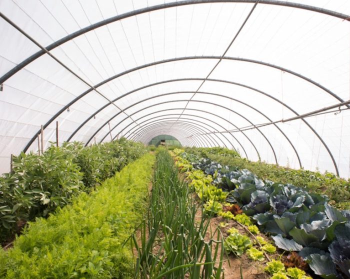 Este viernes se realizará una Jornada Frutihortícola