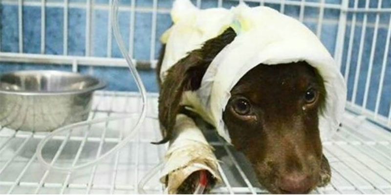 Los tres proyectos de ley que podrían cambiar la vida de los animales en Argentina