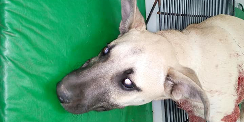 Aberrante: Mató a un perro a puñaladas en Rincón del Indio