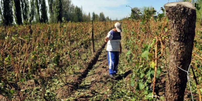 Seguro Agrícola 2018-19: las compensaciones por granizo y heladas aumentaron un 30%