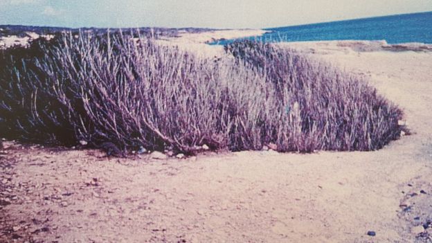 Los cuerpos de 3 desaparecidos hallados después de 32 años gracias a un árbol que brotó “en un lugar inusual”