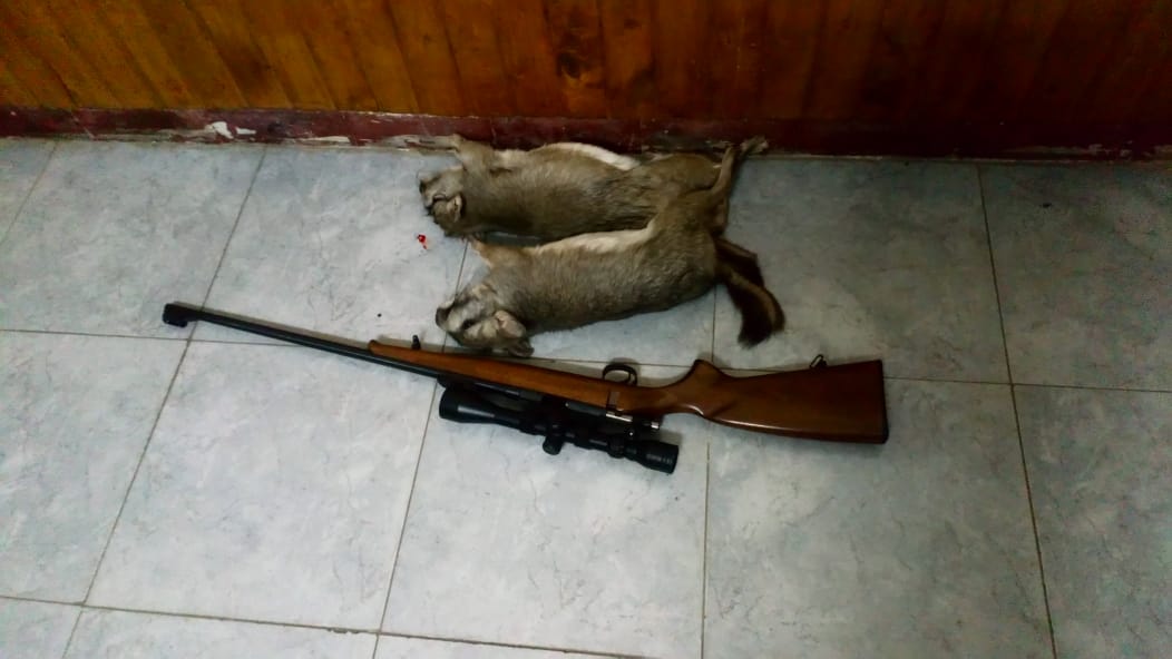 Detenidos por caza de vizcachas