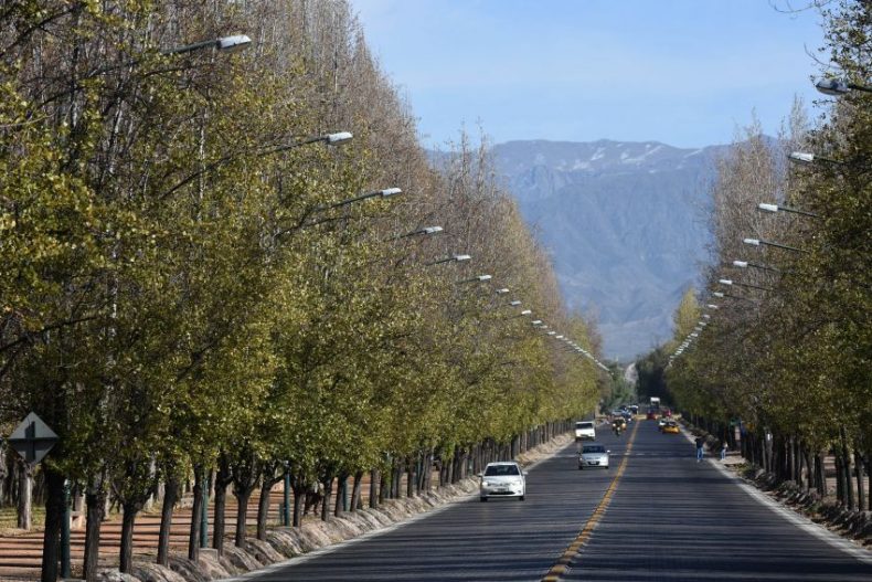 Casi la mitad de los árboles que hay en Mendoza son moreras