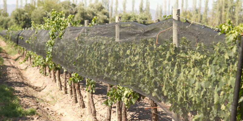 Robaron tela anti granizo de una finca