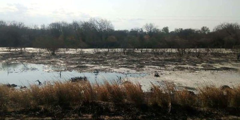Animales muertos, olor fétido y una ruta hundida: el asqueroso río de efluentes de Santiago del Estero