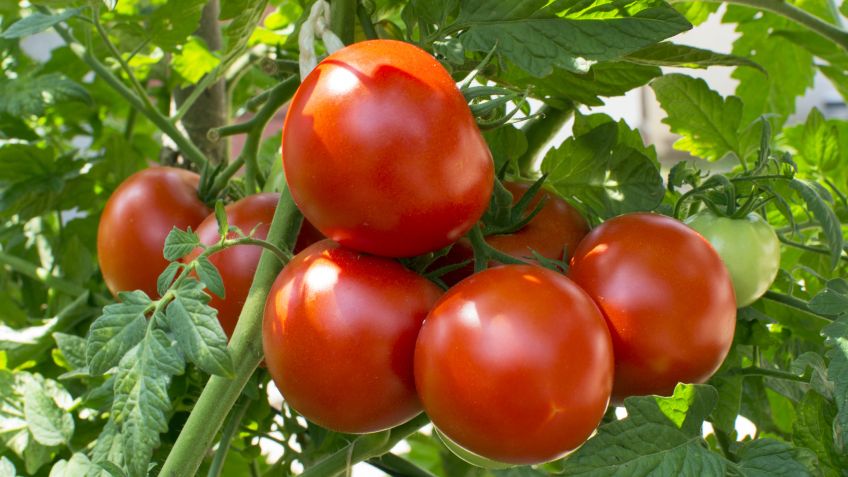 Se realizará una capacitación de cultivo de Tomate