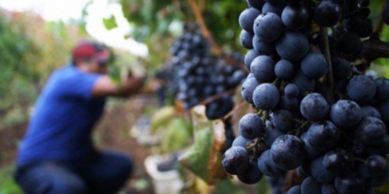 Continúa la entrega de créditos para mejora frutícola y reconversión vitícola