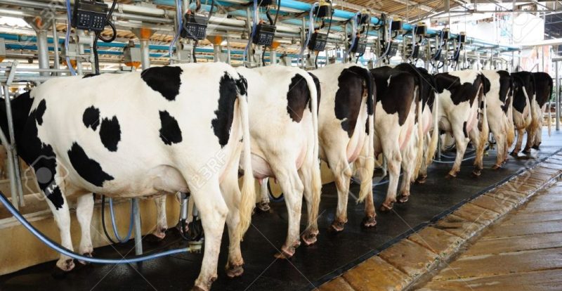 La crisis de la cadena láctea se podría agravar por menores márgenes de la exportación
