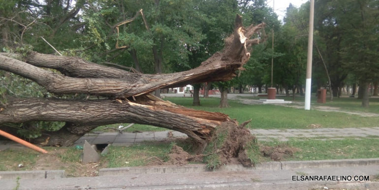 El viento ocasionó la caída de varios árboles