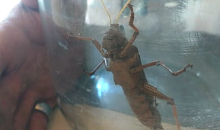 Una langosta gigante apareció en un domicilio de San Rafael