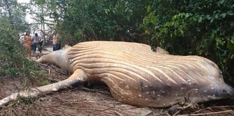 El misterio que desconcierta a los científicos brasileños: una ballena apareció muerta en medio del Amazonas