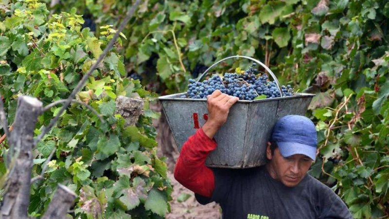 Bodegas del departamento se suman a la Operatoria Vitivinícola