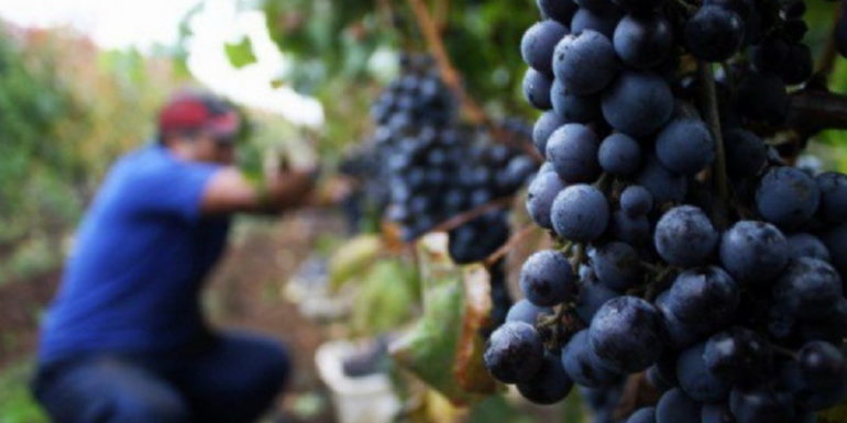 Financiamiento para la Vitivinicultura