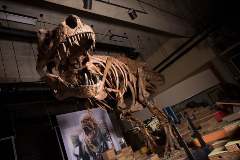 Confirmaron en Canadá el hallazgo del Tiranosaurio Rex más grande del mundo