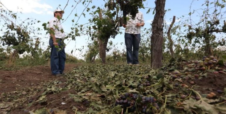 El Seguro Agrícola continuará los pagos por el granizo