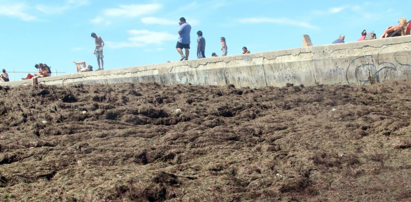 Una playa de Mar del Plata amaneció con un grueso “colchón” de algas moradas