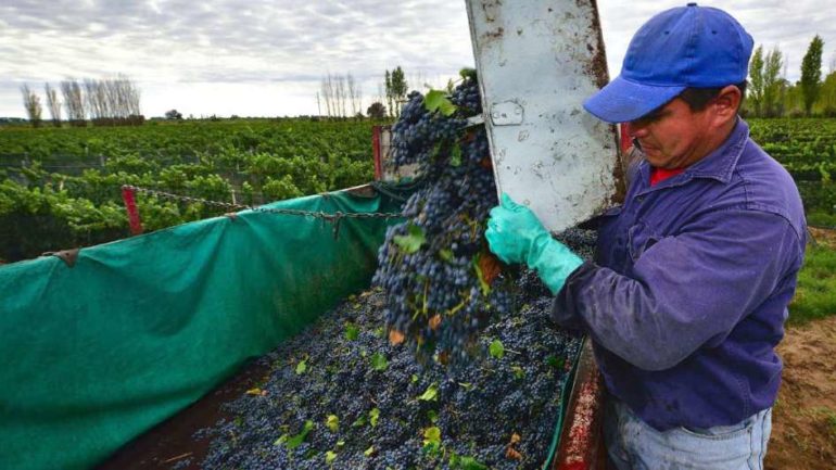 Dio inicio la operatoria de compra de uva para mosto