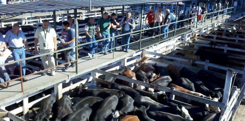 Los motivos del aumento del precio de la carne vacuna