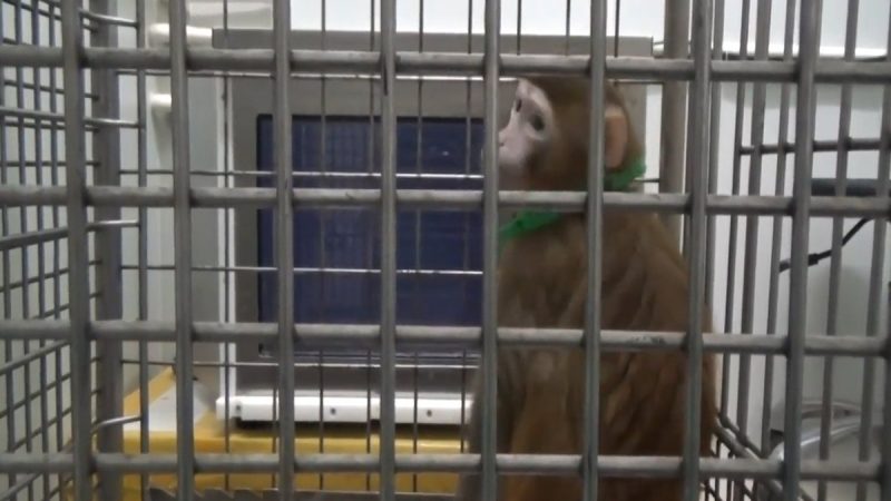 Científicos chinos implantaron genes cerebrales humanos en monos