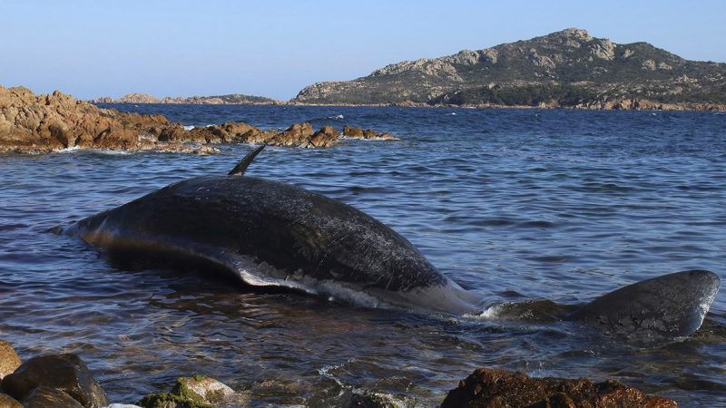 Conmoción en Italia por el hallazgo de una ballena muerta con 22 kilos de plástico en su interior