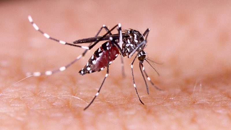 La DGE difunde recomendaciones para una Escuela Libre de Dengue