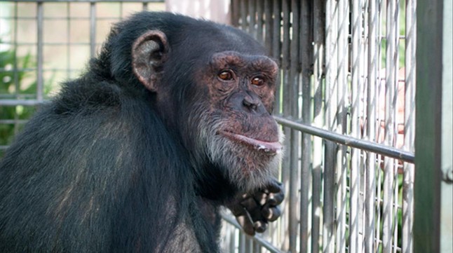 Increíble: los chimpancés checos hacen videollamadas entre ellos para combatir la tristeza del aislamiento