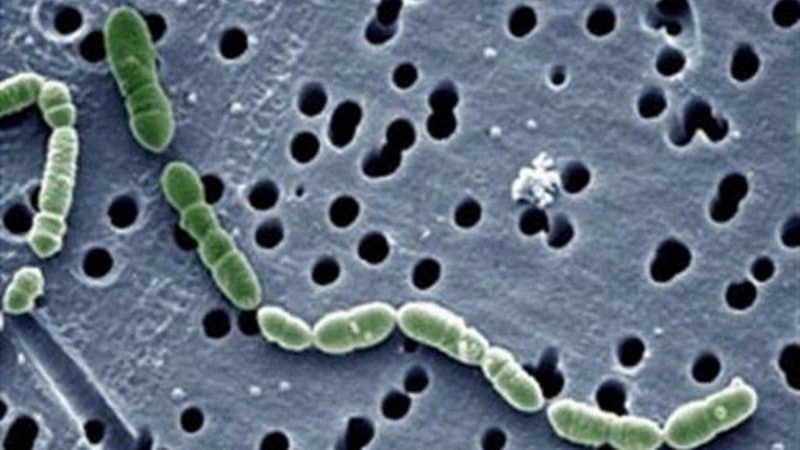 Superbacterias: advierten que la pandemia aceleró la resistencia a antibióticos críticos
