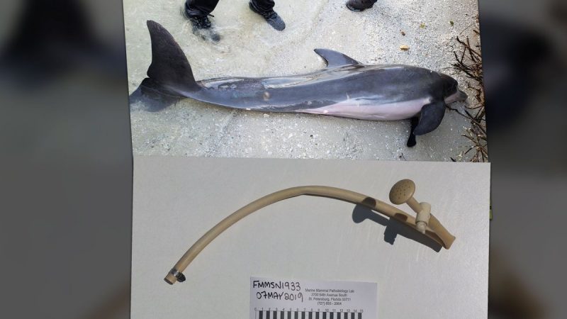Encontraron una manguera de plástico dentro del estómago de un delfín muerto