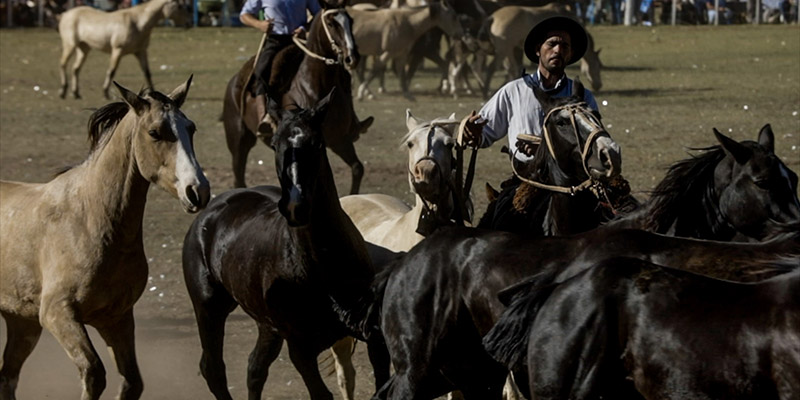 La Jineteada puso un cierre de oro a la Fiesta de la Ganadería