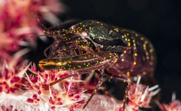 Cómo Estados Unidos intenta usar la vida acuática silvestre para detectar amenazas potenciales