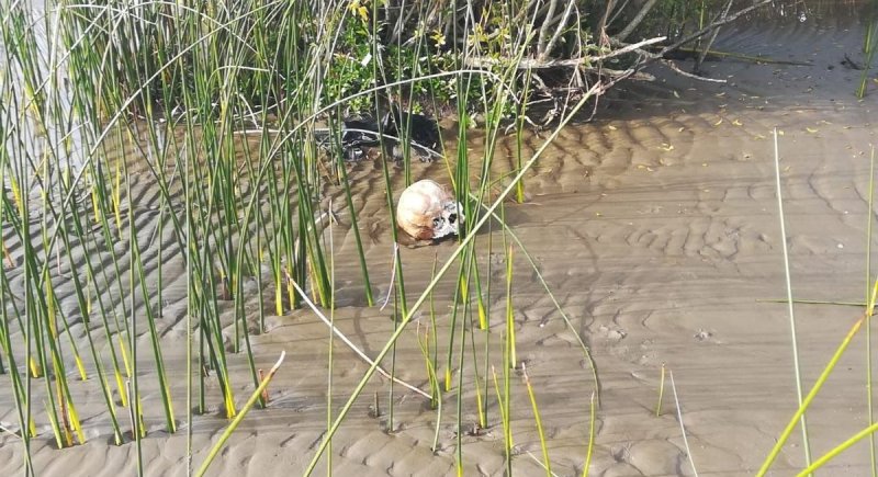 Encontraron restos humanos en la costa de Punta Lara