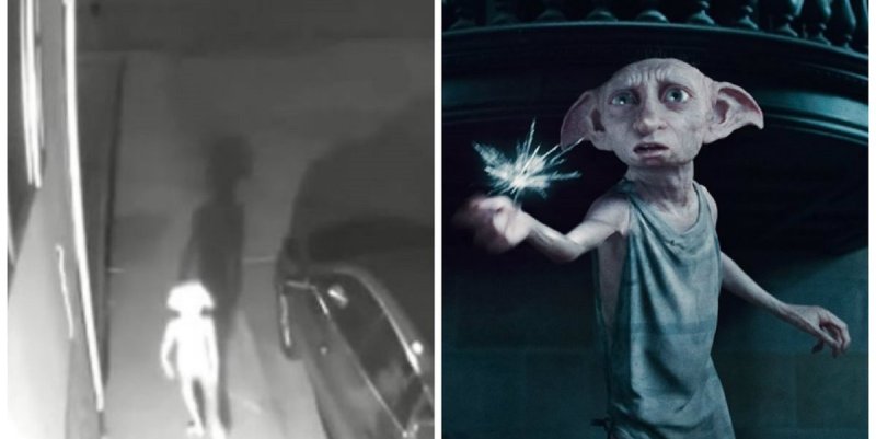 El video viral que captó en Colorado a una extraña criatura idéntica a Dobby, el elfo de Harry Potter
