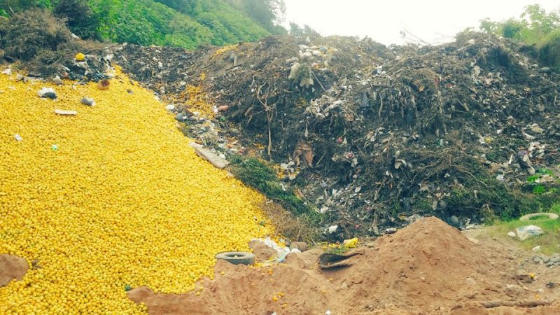 En Tucumán, desechan y regalan toneladas de limones porque no pueden procesarlos