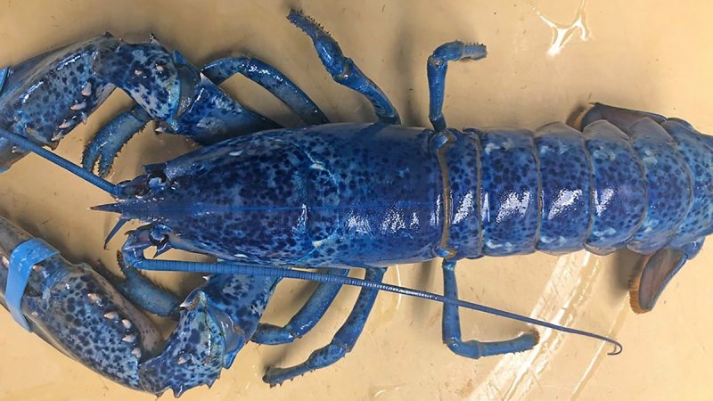 Pescaron una extremadamente rara langosta azul y en lugar de cocinarla la donaron a un acuario