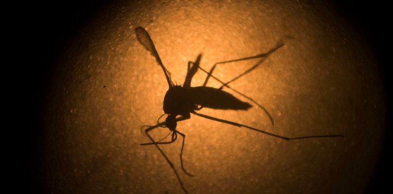 En Misiones se detectaron 220 casos de dengue