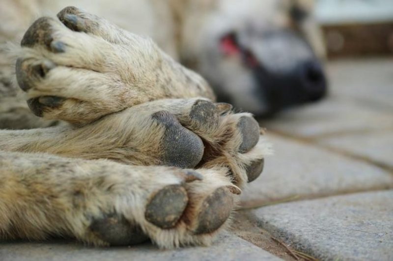 Donaron alimento envenenado a varios refugios y mataron a más de 20 perros
