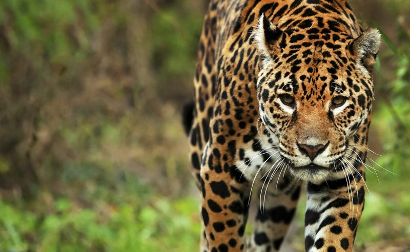 Cómo es el programa que busca preservar al yaguareté