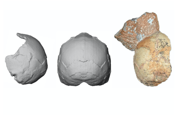 Identificaron en Europa el Homo sapiens no africano más antiguo