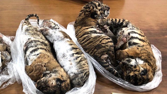 Detuvieron a un traficante de animales con siete cachorros de tigre congelados