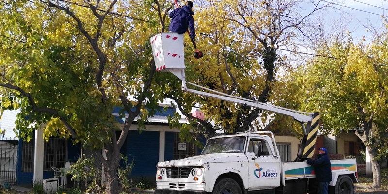 Así es el cronograma de poda del arbolado público