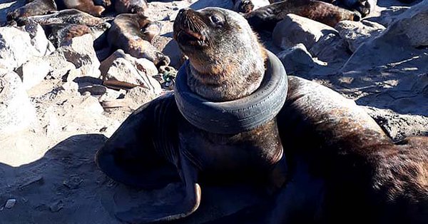 Indignación en Mar del Plata: encontraron un lobo marino con un neumático alrededor del cuello
